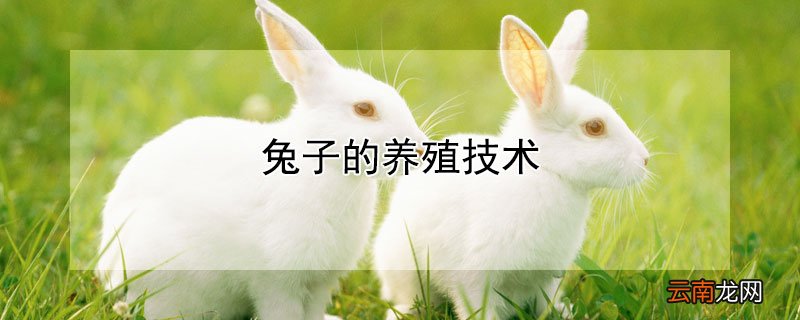 兔子的养殖技术