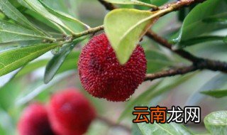梅雨的梅子是指什么梅 梅子和梅雨是什么意思