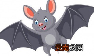 蝙蝠飞进家里面怎么办? 蝙蝠飞到家里怎么处理
