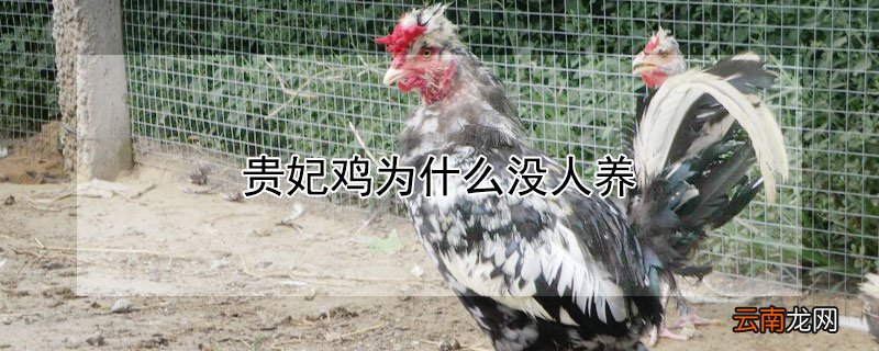 贵妃鸡为什么没人养