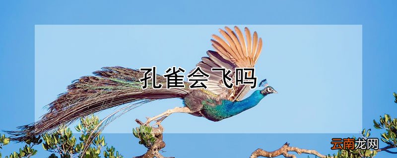 孔雀会飞吗