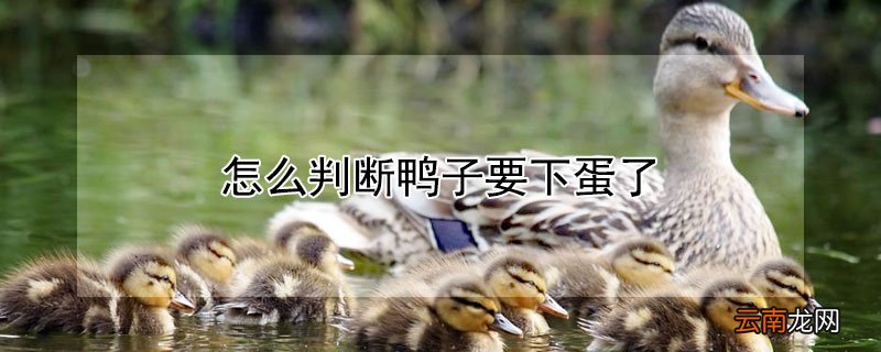 怎么判断鸭子要下蛋了