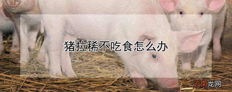 猪拉稀不吃食怎么办