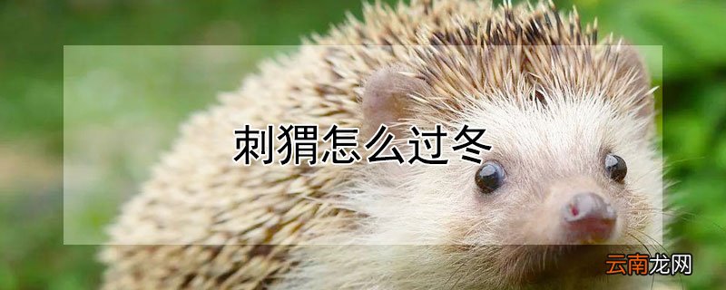 刺猬怎么过冬