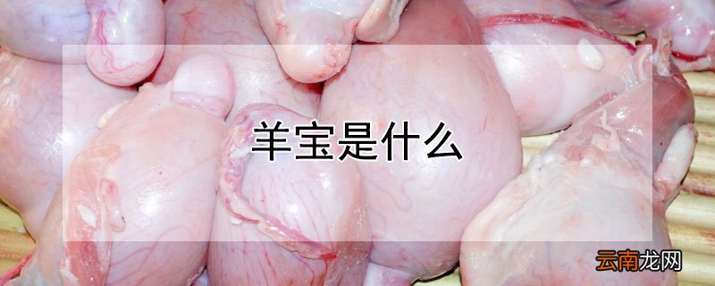 羊宝是什么