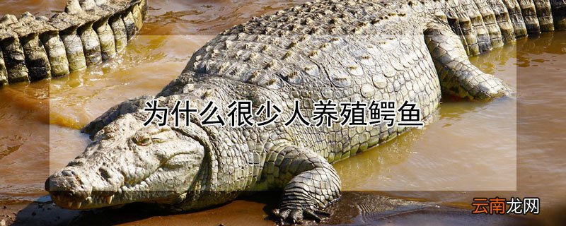 为什么很少人养殖鳄鱼