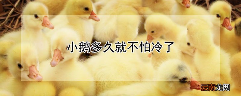 小鹅多久就不怕冷了