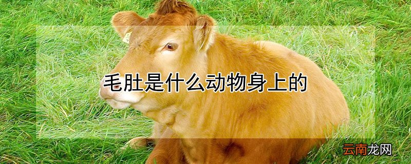 毛肚是什么动物身上的