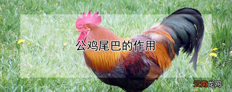 公鸡尾巴的作用