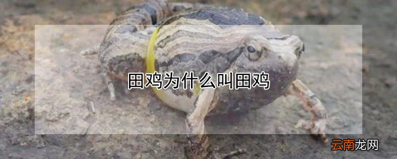 田鸡为什么叫田鸡