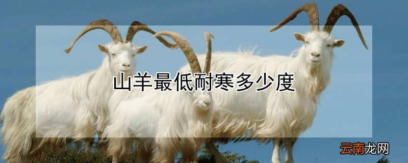山羊最低耐寒多少度