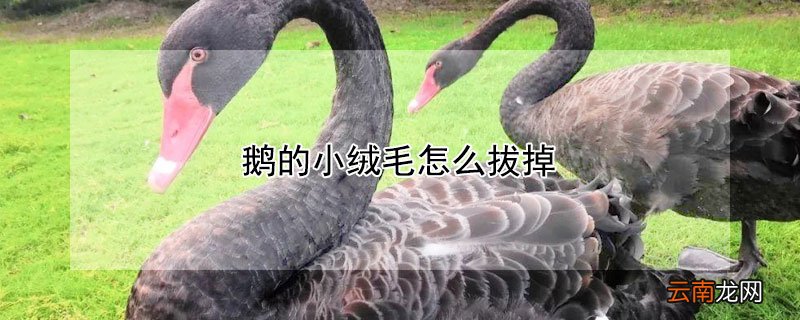 鹅的小绒毛怎么拔掉