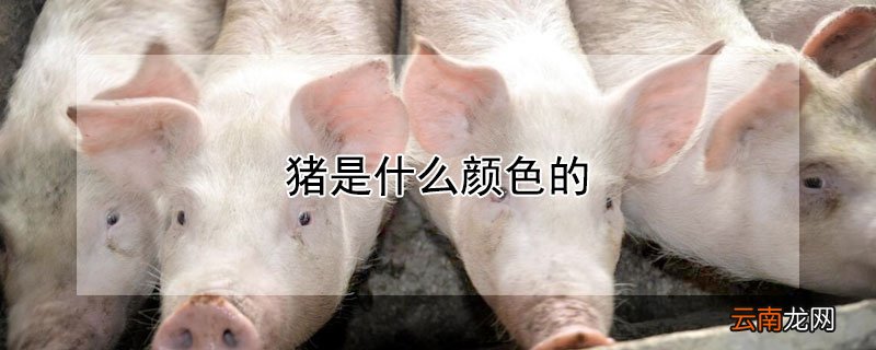 猪是什么颜色的