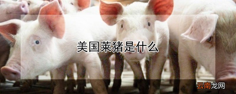 美国莱猪是什么