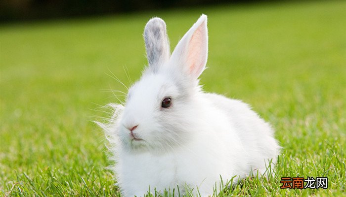 兔肉和什么相克 兔肉不能和什么一起吃