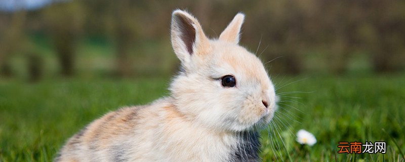 兔肉和什么相克 兔肉不能和什么一起吃