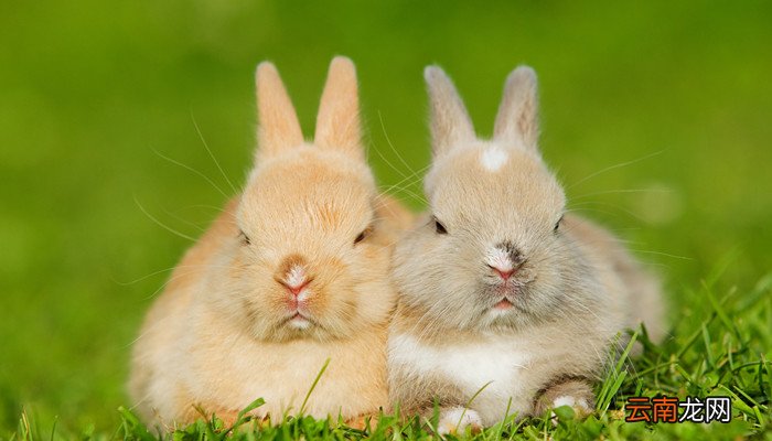 兔肉和什么相克 兔肉不能和什么一起吃