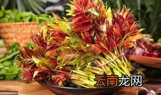 香椿菜怎么吃 香椿菜的吃法