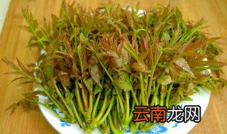香椿头怎么吃 香椿头怎么做美味呢