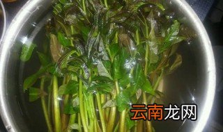 香椿没有焯水吃了怎么办 香椿没有焯水吃了怎么处理