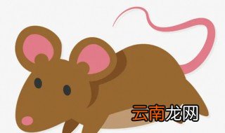 怎么能够灭绝家中的老鼠 怎么让家里的老鼠灭绝