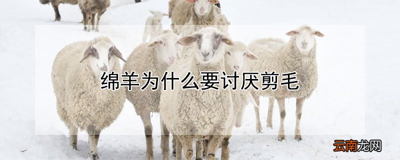 绵羊为什么要讨厌剪毛