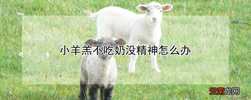 小羊羔不吃奶没精神怎么办