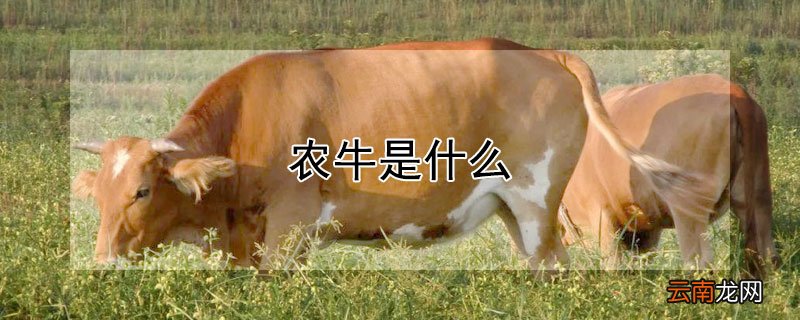 农牛是什么