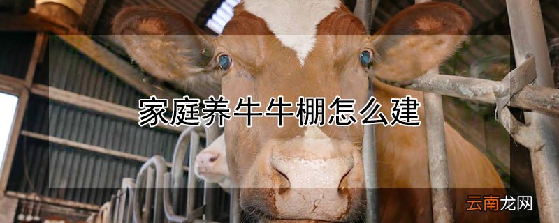 家庭养牛牛棚怎么建