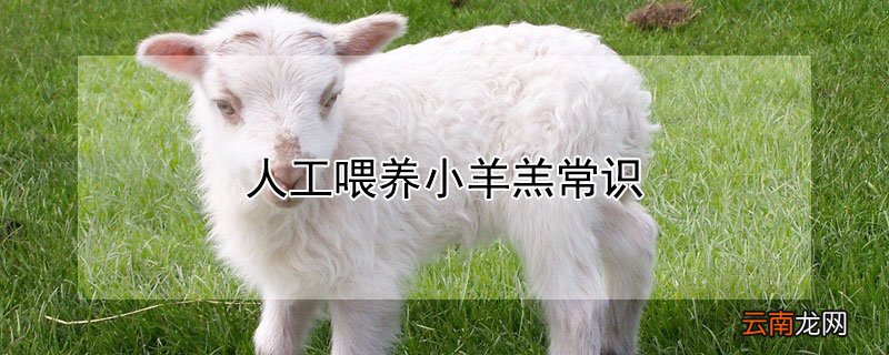 人工喂养小羊羔常识