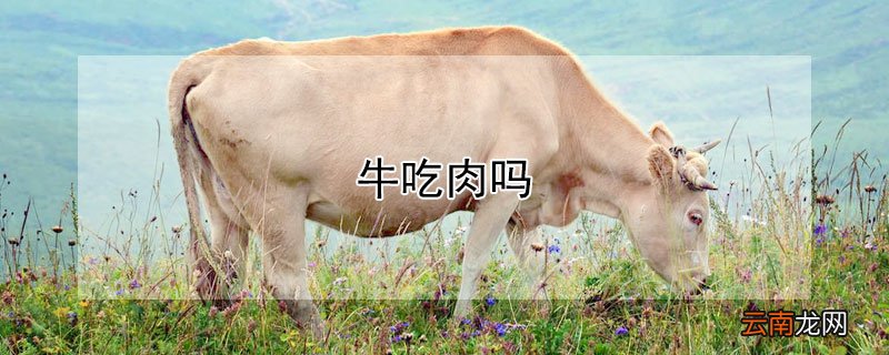牛吃肉吗