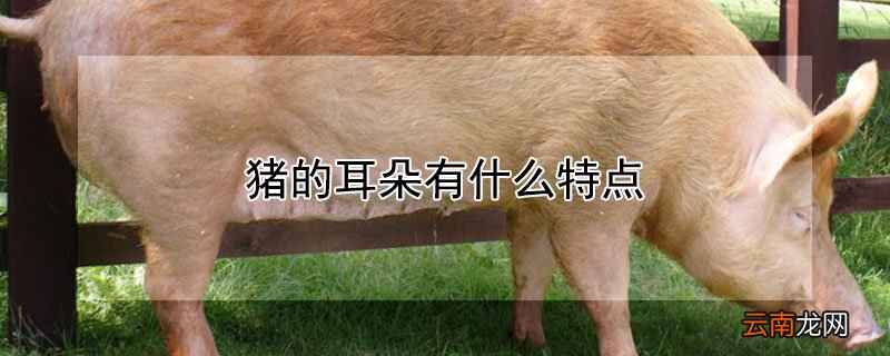 猪的耳朵有什么特点