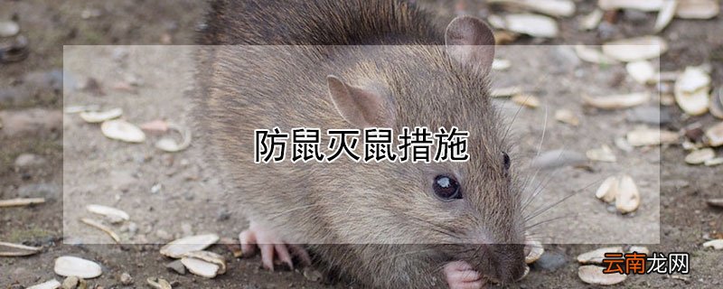 防鼠灭鼠措施