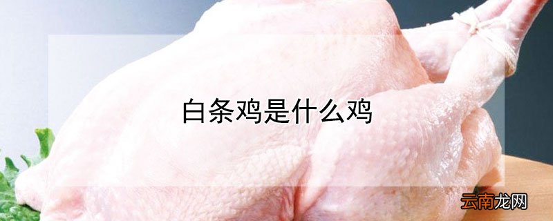 白条鸡是什么鸡