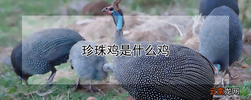 珍珠鸡是什么鸡