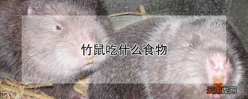 竹鼠吃什么食物
