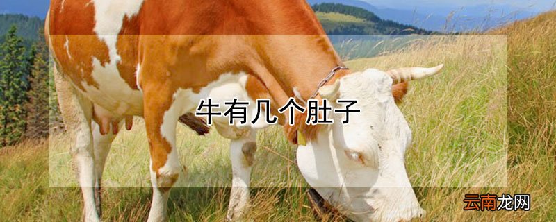 牛有几个肚子