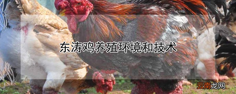 东涛鸡养殖环境和技术
