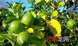 香水柠檬树的养殖方法和注意事项 香水柠檬怎么养