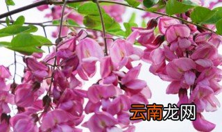紫藤花什么时候种，紫藤花什么时候种植冬天栽培可以吗