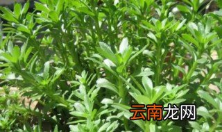救心菜什么时候种，救心菜啥时候种