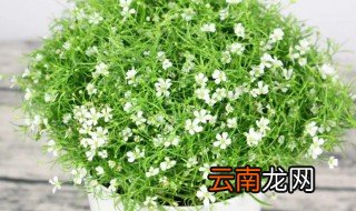 满天星适合啥时候种 满天星适合什么时候种