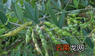 佛豆什么时候种植 佛豆什么时候种
