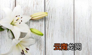 百合花什么季节栽种 百合花什么时候种最好