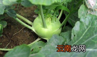 苤蓝几月份种 苤蓝什么时候种