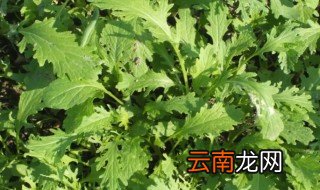 雪里红什么时候种植多少天能收? 雪里红什么时候种