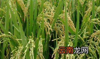 水稻什么时候种，水稻什么时候种植立夏