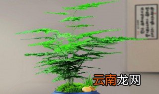 文竹土栽种植注意事项 文竹的栽种方法和注意事项