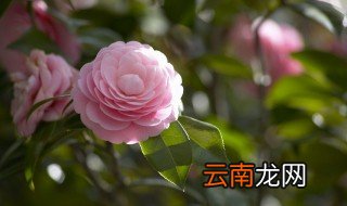 山茶树栽种应注意什么 山茶树怎么种植技术