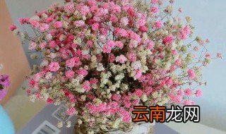 栽种满天星的注意事项 满天星栽种常识
